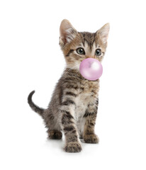 Cute little kitten with bubble of chewing gum on white background