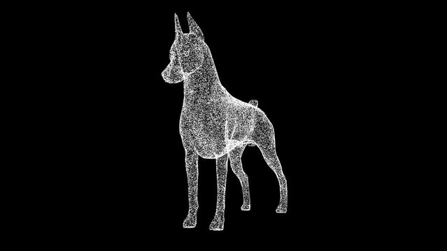3D dog Doberman rotates on black background. Object made of shimmering particles. Pets care concept. For title, text, presentation. 3d animation 60 FPS