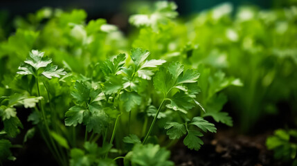 Coriander growing in greenhouse, background with space for text, copy space, generative AI

