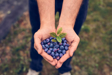 Male holding fresh blueberries on a farm.