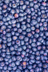 Freshly harvested blueberries in a fruit crate.