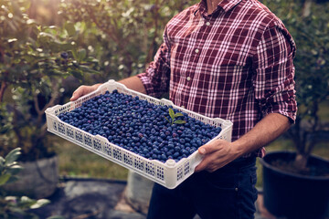 Farmer with fresh blueberries on a farm.