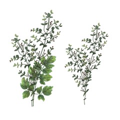 Watercolor green leaves and brances. Isolated on white background. Botanical illustration for design