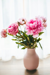 Beautiful blooming pink peonies in a vase