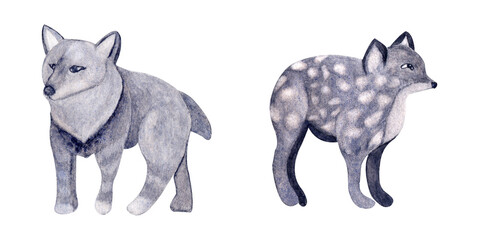 watercolor magic animals wolf and jerboa on white background