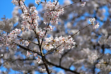 ソメイヨシノ 白い花