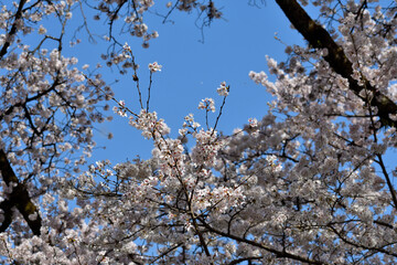 ソメイヨシノ 白い花