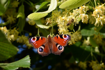 Schmetterling 1108 © K.-U. Häßler