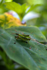 green grasshopper on a leaf