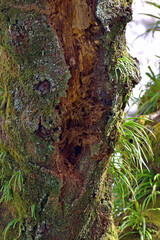 ソメイヨシノ 桜の木の幹アップ 苔