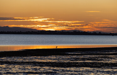 sunset on the beach with a strolling seabird