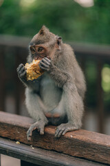 Close up shot of sitting monkey eating in sacred monkey forest. Balinese monkey eats food in ubud sanctuary