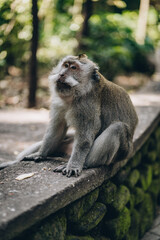 Naklejka na ściany i meble Close up shot of cute monkey sitting on wall in sacred monkey forest. Funny macaque resting in ubud monkey sanctuary