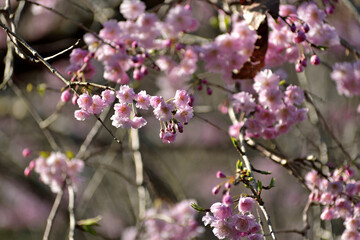 寒緋桜 ピンクの花アップ