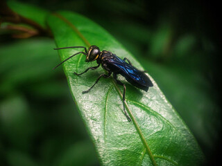 Mud dauber wasp on leaf