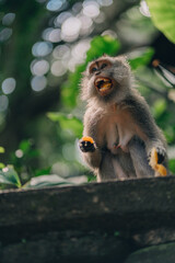 Close up shot of funny monkey eating tangerine on wall with green nature background. Excited macaque with food in ubud monkey forest sanctuary