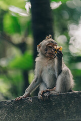 Close up shot of funny monkey eating tangerine on wall with green nature background. Excited macaque with food in ubud monkey forest sanctuary