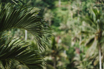 Close up shot of palm leave on nature jungle background. Tropical forest and flora, green botanical...