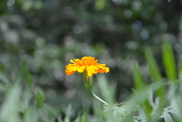 yellow flower