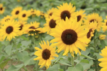 Obraz premium たくさんのひまわり