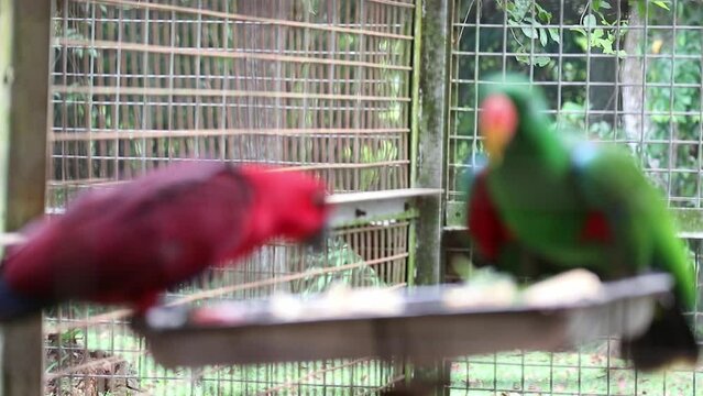 Bayan Birds, which has the scientific name Eclectus roratus or also known as the Moluccan eclectus