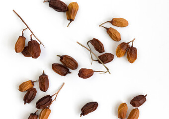Dried Neem seeds also known as Azadirachta indica is dried herb.