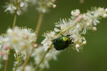 Green bug feeding on flowers