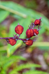 Arbutus unedo pertenece a la familia Ericaceae.