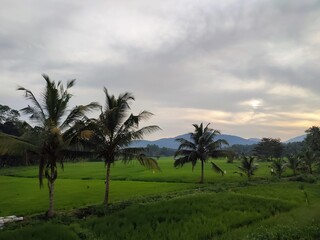 Fototapeta na wymiar Coconut trees in the morning