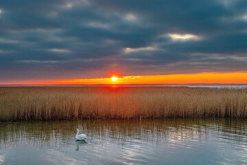 Boddenlanschaft mit Schwan bei Sonnenuntergang bei Zingst an der Ostsee.