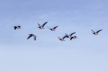 Nonnengänse im Flug bei Zingst an der ostsee.