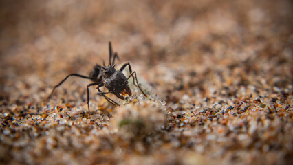 ant on the ground