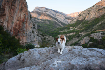 dog on a stone at mountains. Hiking with a Pet. Jack Russell Terrier in nature, Pet on peak