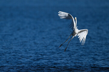 Silberreiher // Great egret (Ardea alba) - Greece - obrazy, fototapety, plakaty