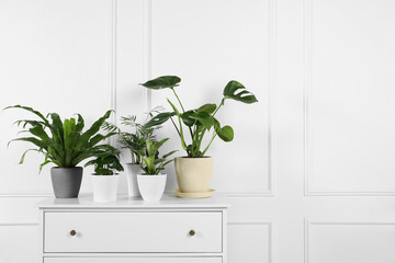 Many different houseplants in pots on chest of drawers near white wall, space for text