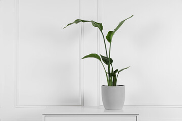 Potted strelitzia on chest of drawers near white wall, space for text. Beautiful houseplant