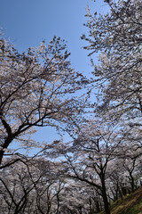 【神奈川県】春の津久井湖城山公園  桜並木