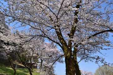【神奈川県】春の津久井湖城山公園  桜並木