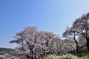 【神奈川県】春の津久井湖城山公園  桜並木