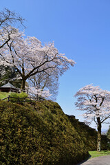 【神奈川県】春の津久井湖城山公園  桜並木