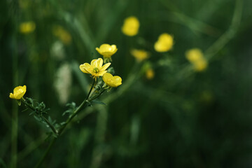 Buttercups wild flowers on a green blurred grass background. 