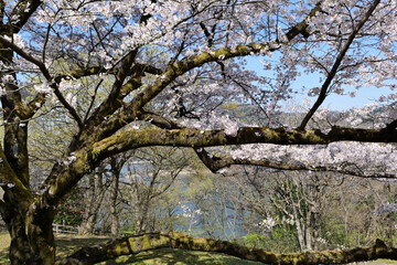 【神奈川県】春の津久井湖城山公園  桜並木