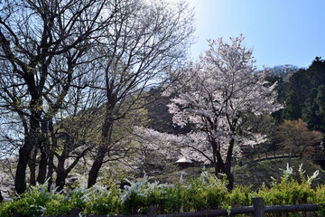 【神奈川県】春の津久井湖城山公園  桜並木
