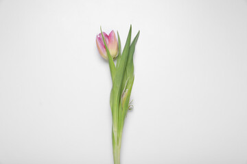 One pink tulip on white background, top view