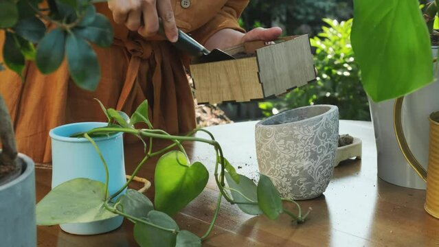 Gardening concept. Re-potting epipremnum house plant in back yard garden. 