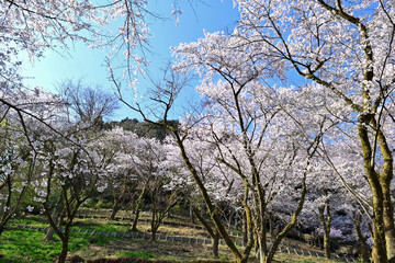 【神奈川県】春の津久井湖城山公園  桜並木