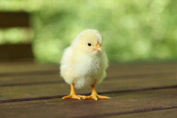 Cute chick on wooden surface outdoors, closeup. Baby animal