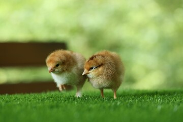 Two cute chicks on green artificial grass outdoors, closeup. Baby animals