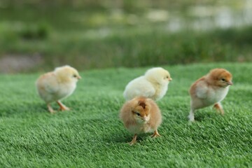 Many cute chicks on green artificial grass outdoors, closeup. Baby animals