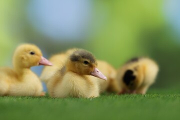 Cute fluffy ducklings on artificial grass against blurred background, closeup. Baby animals